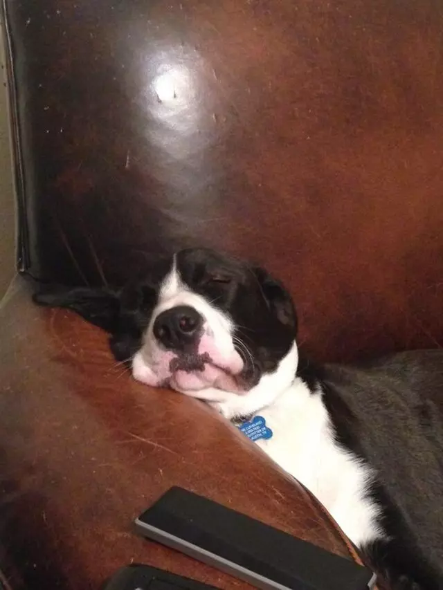 Austin’s Howlin’ Hounds Pet Services