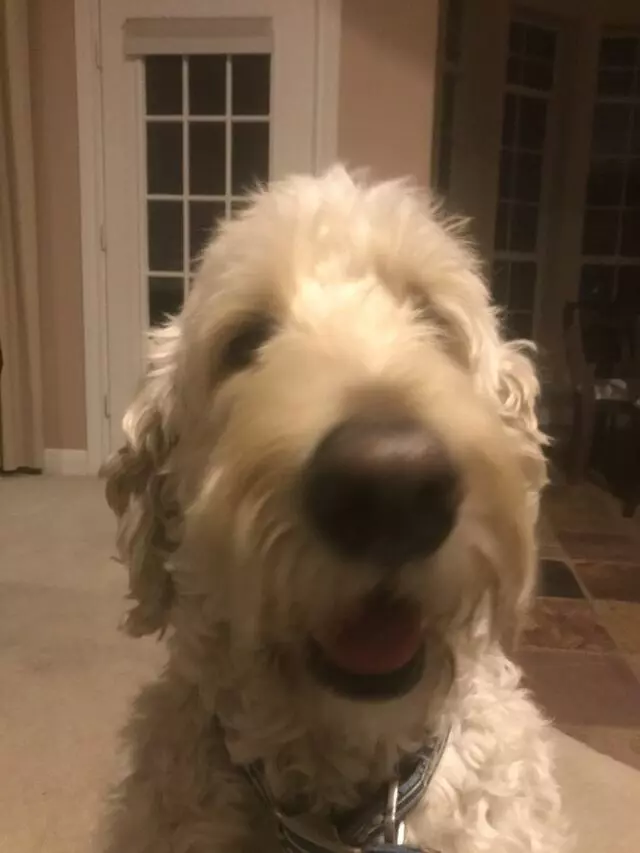 Austin’s Howlin’ Hounds Pet Services