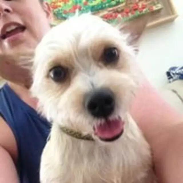 Austin’s Howlin’ Hounds Pet Services