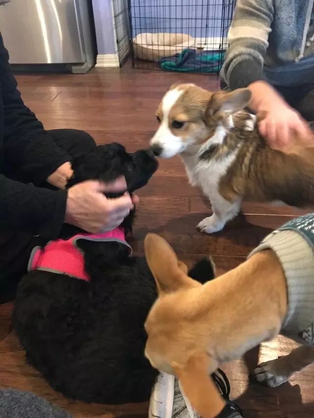 Austin’s Howlin’ Hounds Pet Services