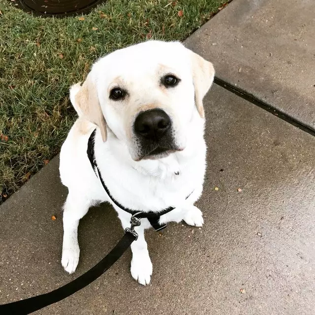 Austin’s Howlin’ Hounds Pet Services