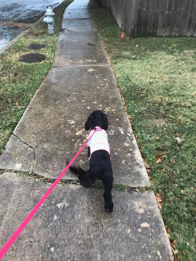 Austin’s Howlin’ Hounds Pet Services