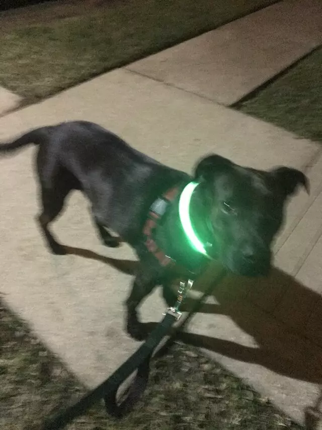 Austin’s Howlin’ Hounds Pet Services