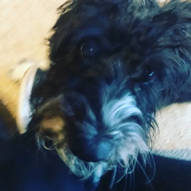 Austin’s Howlin’ Hounds Pet Services