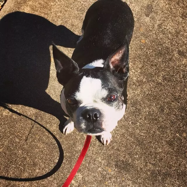 Austin’s Howlin’ Hounds Pet Services