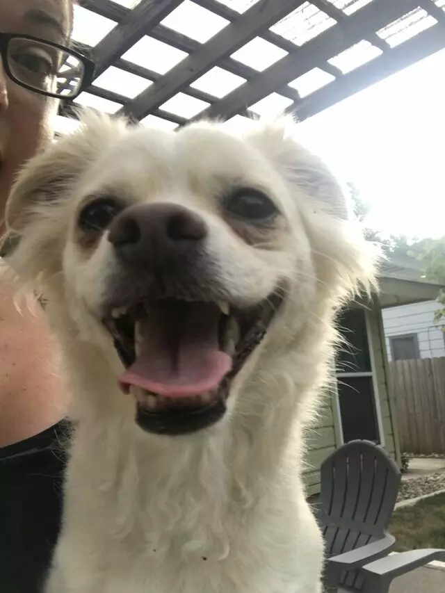 Austin’s Howlin’ Hounds Pet Services