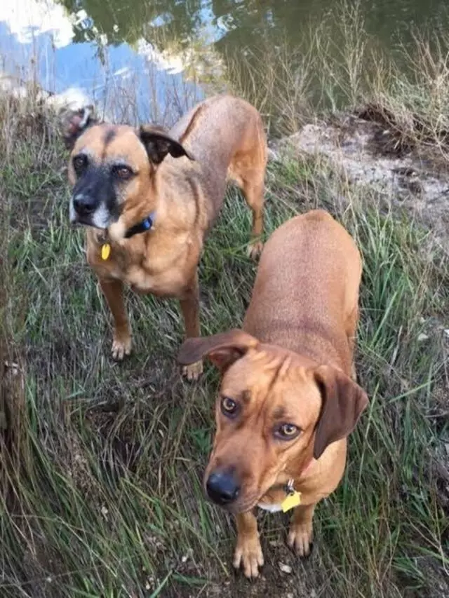 Austin’s Howlin’ Hounds Pet Services