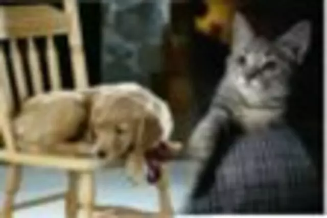 Austin Pet Companions