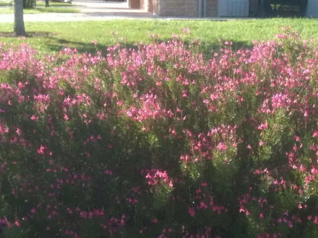Austin Landscape and Design