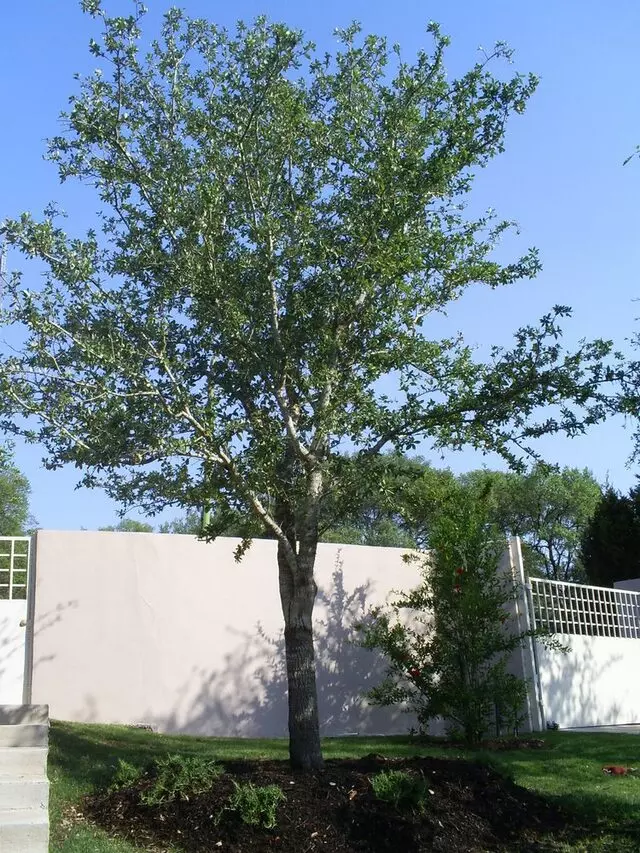 Austin Landscape and Design