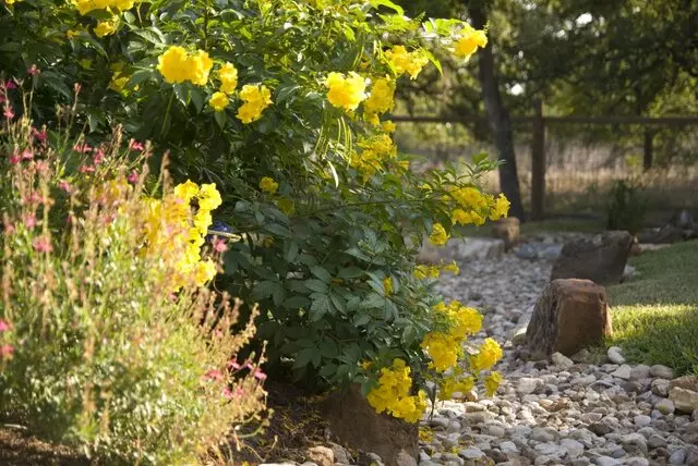 Austin Landscape and Design