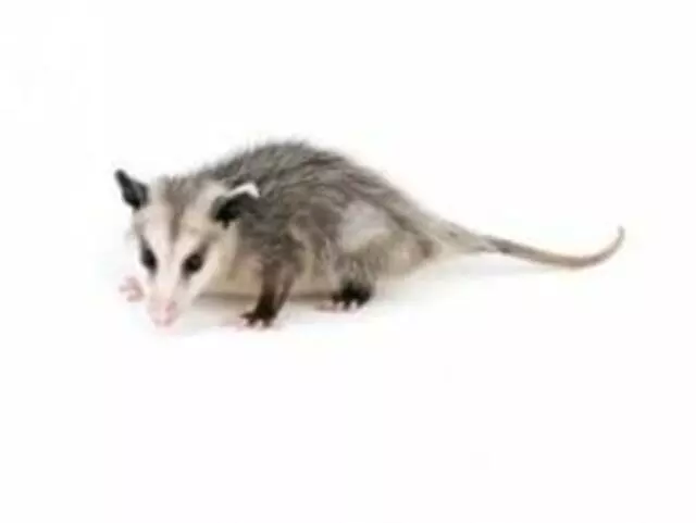 Animal Removal Pros