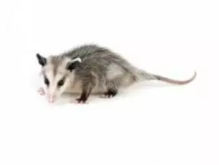 Animal Removal Pros