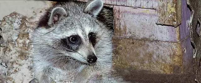 Animal Removal Pros