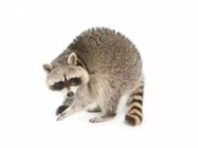 Animal Removal Pros