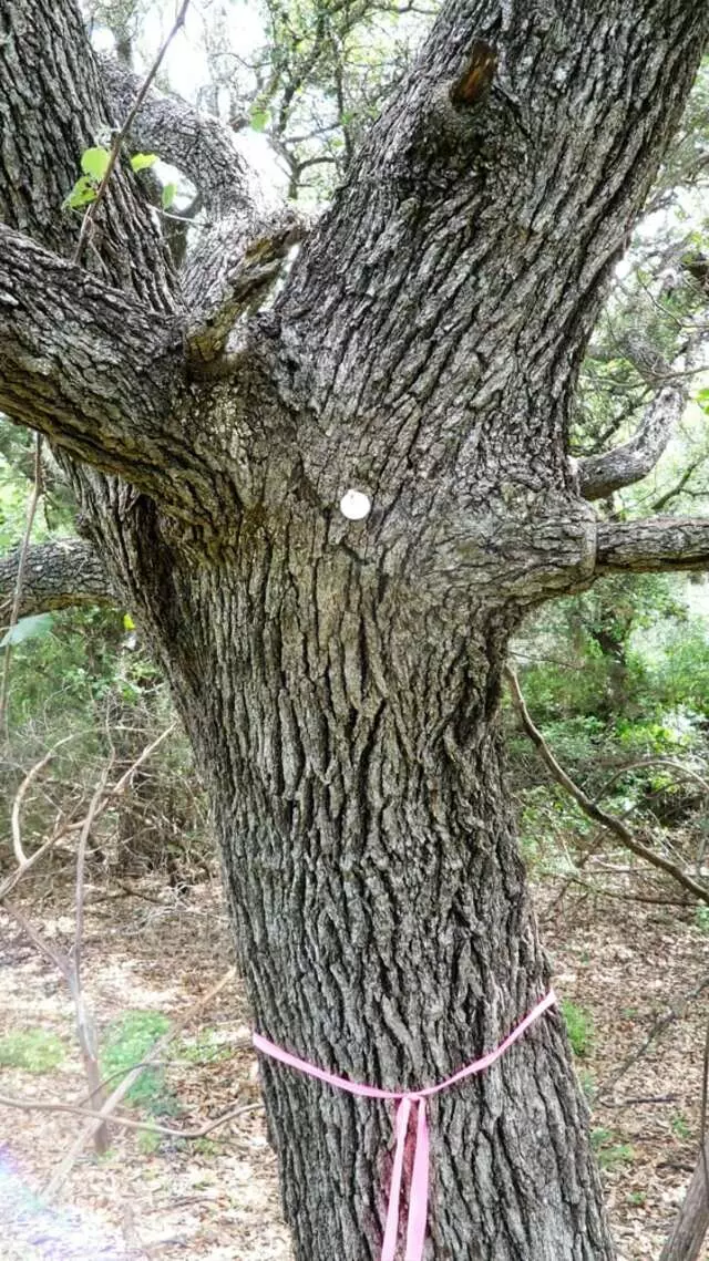 ArborLogics