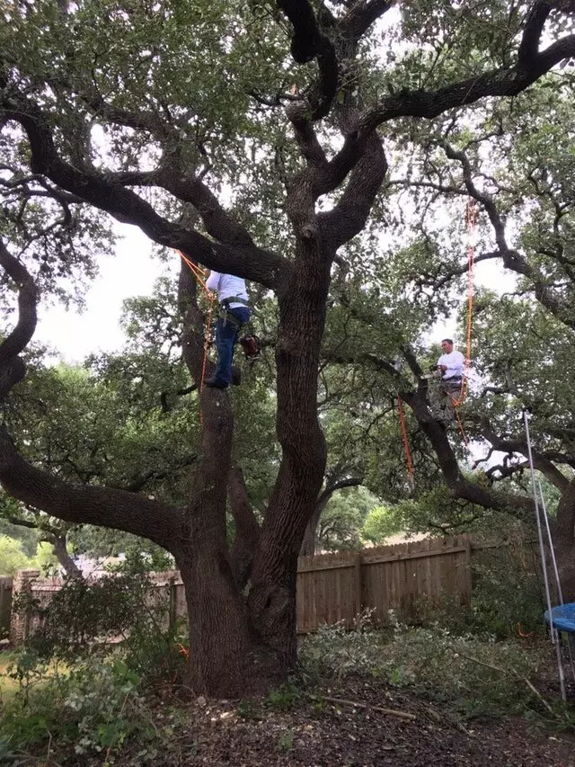 ArborLogics