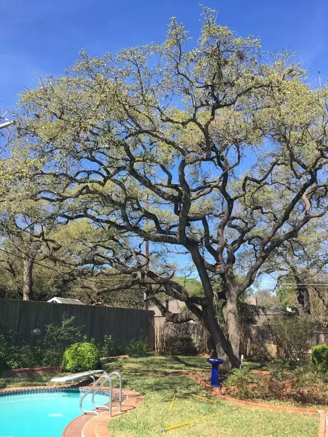 ArborLogics