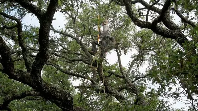 ArborLogics