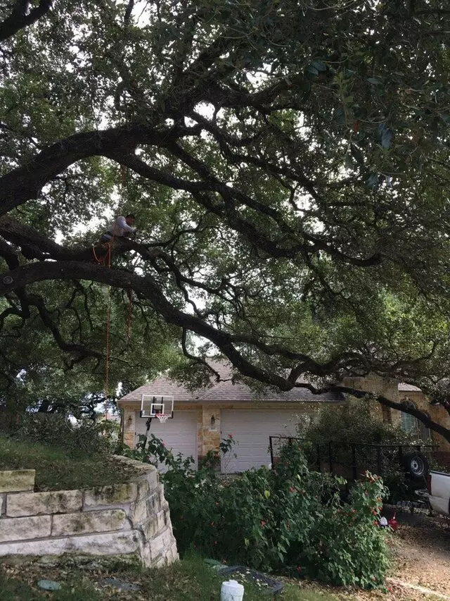 ArborLogics