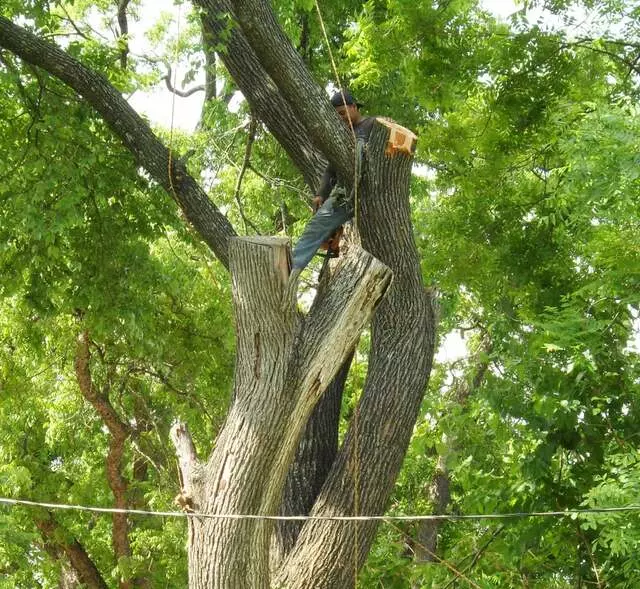 ArborLogics