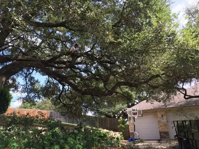 ArborLogics