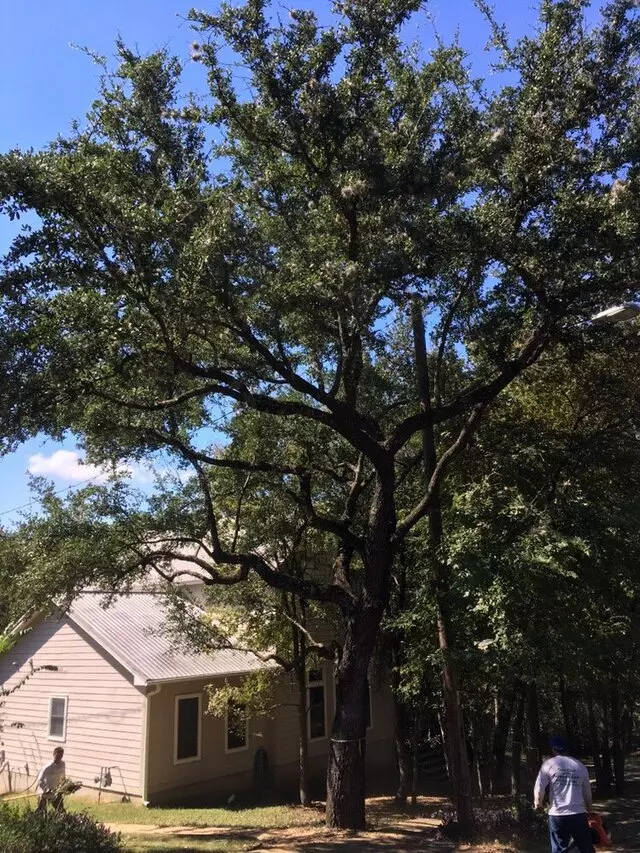 ArborLogics