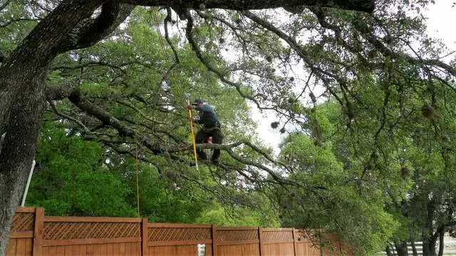 ArborLogics