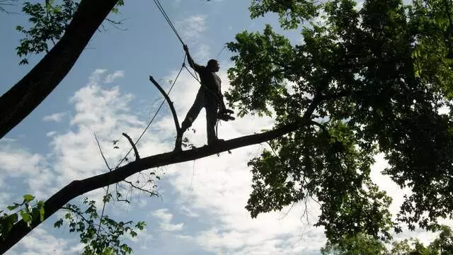 ArborLogics