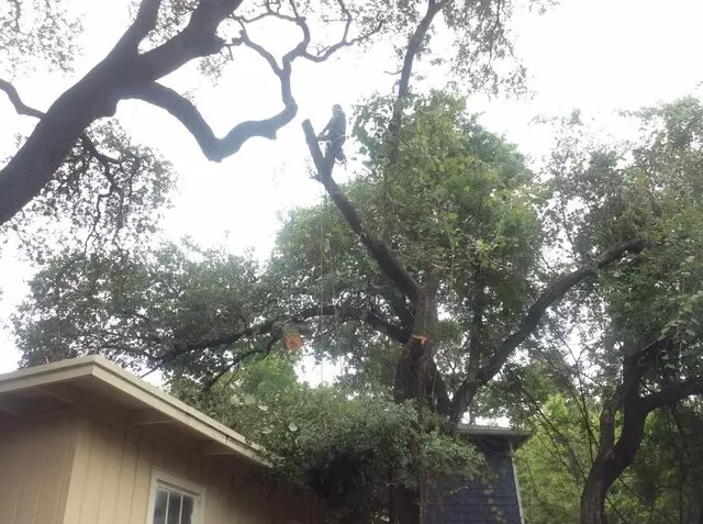 ArborLogics