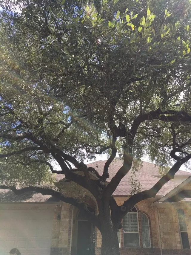 ArborLogics