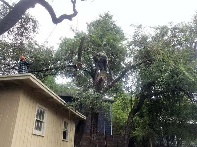 ArborLogics