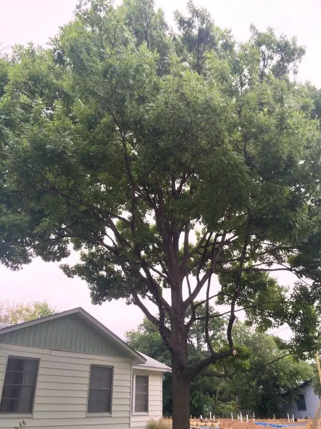 ArborLogics