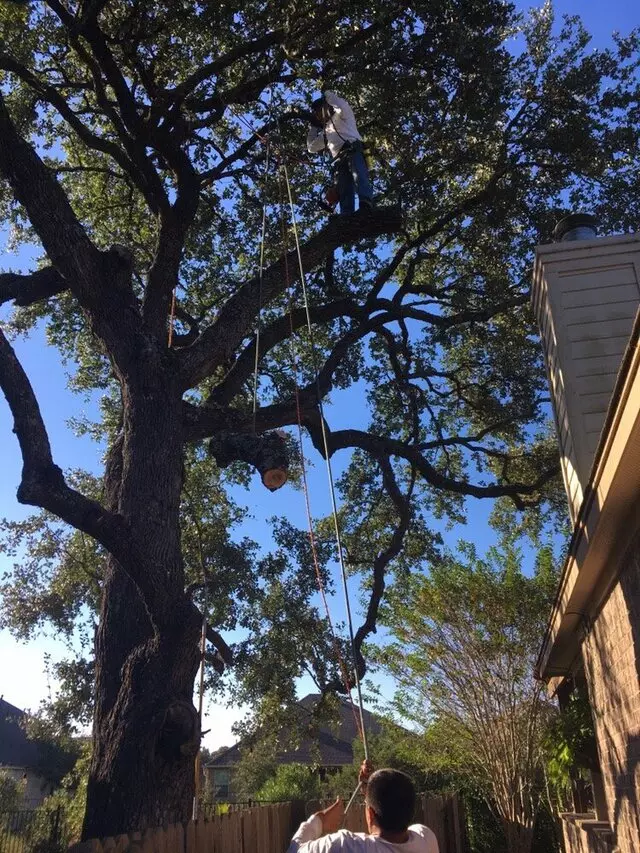 ArborLogics