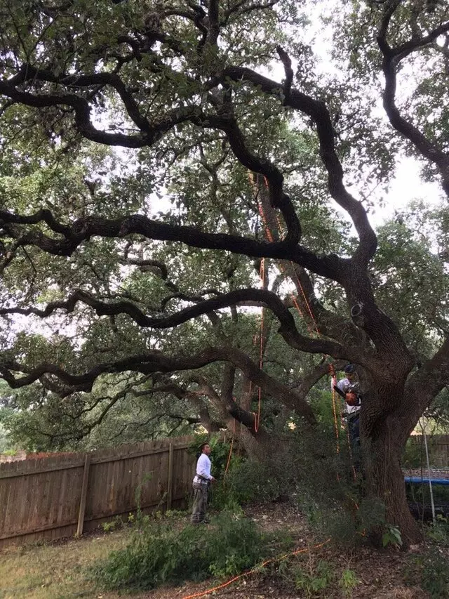 ArborLogics
