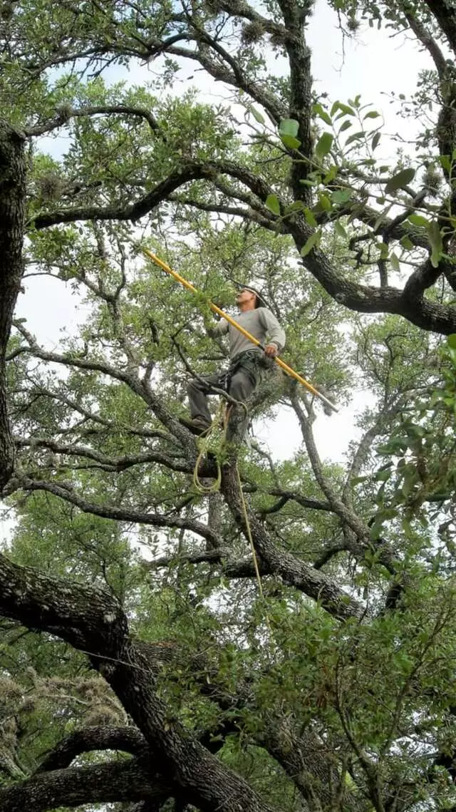 ArborLogics