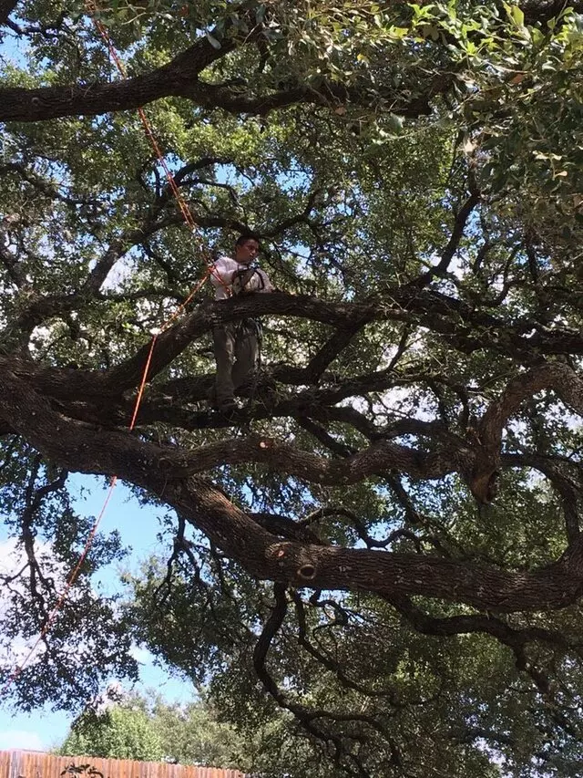 ArborLogics