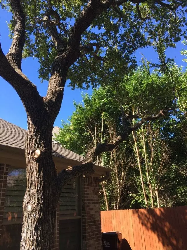 ArborLogics