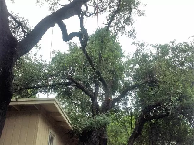 ArborLogics