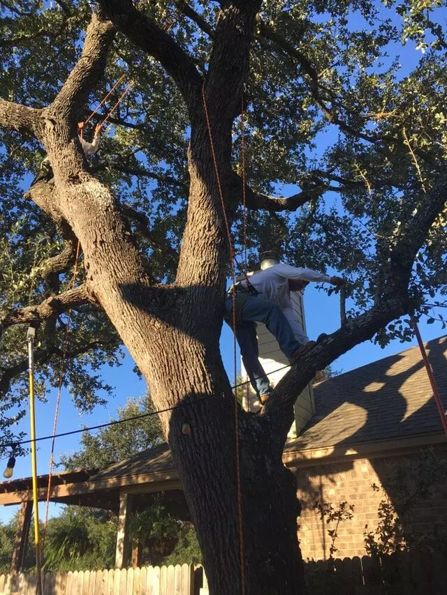 ArborLogics