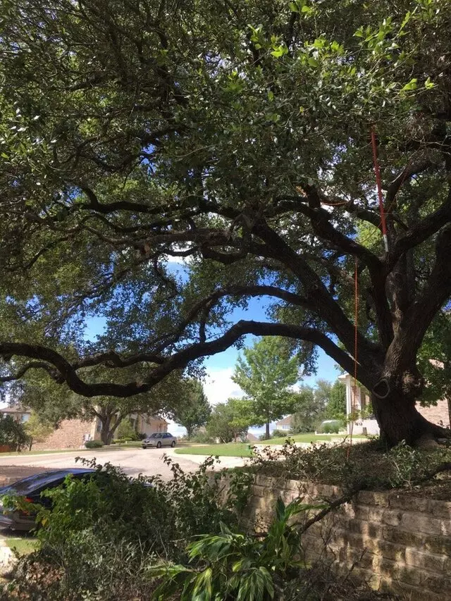 ArborLogics