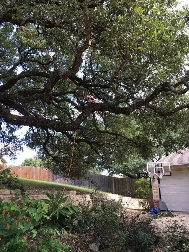 ArborLogics