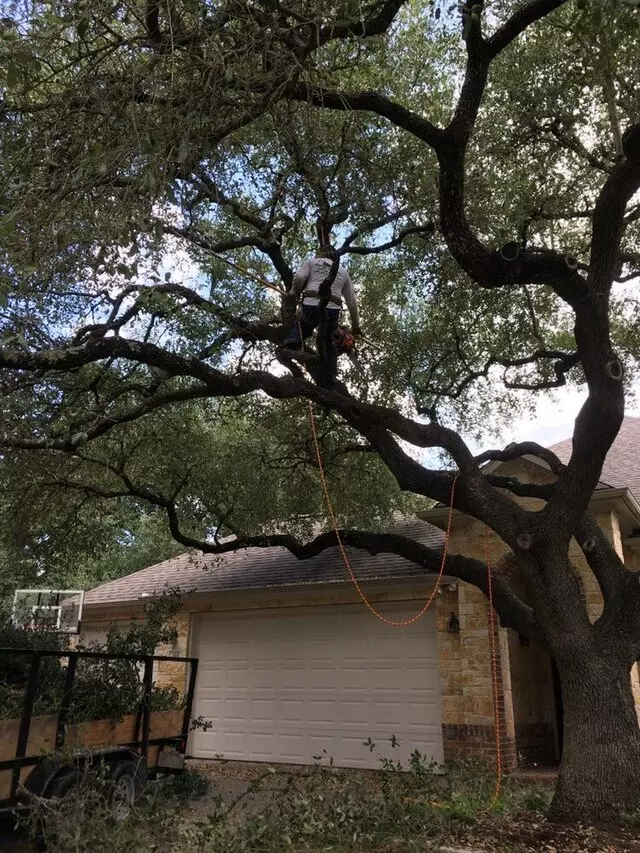 ArborLogics