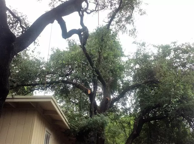 ArborLogics