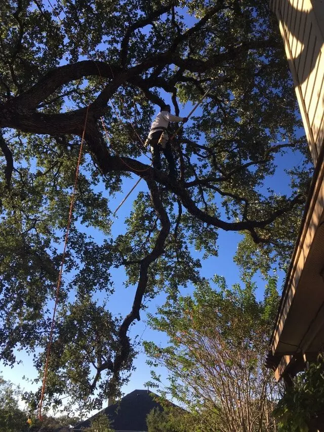 ArborLogics
