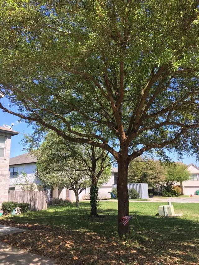 ArborLogics