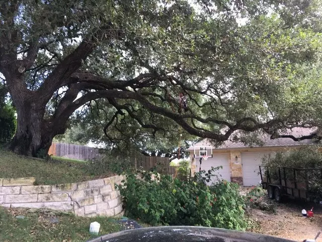 ArborLogics