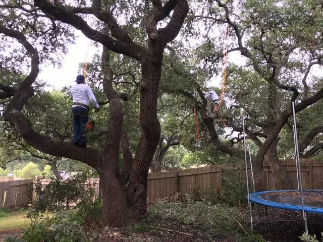 ArborLogics