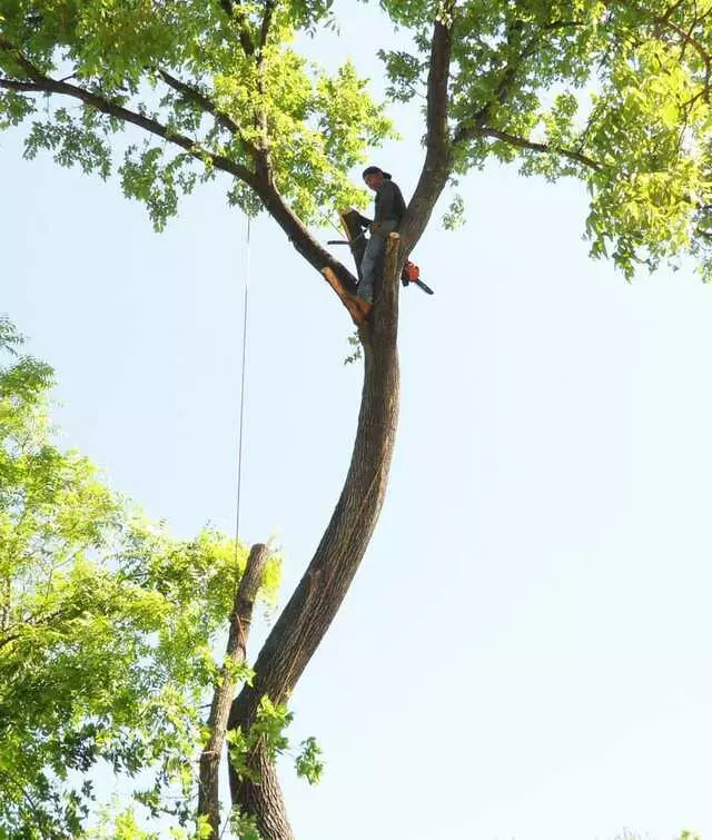 ArborLogics