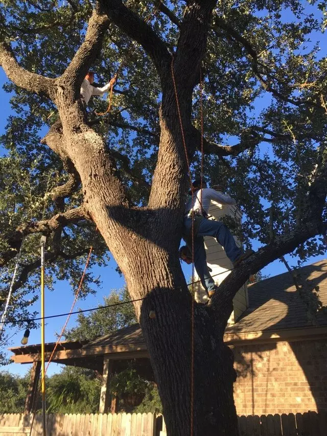 ArborLogics